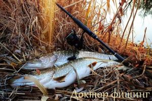 Летняя щука: особенности рыбалки на клыкастую фото